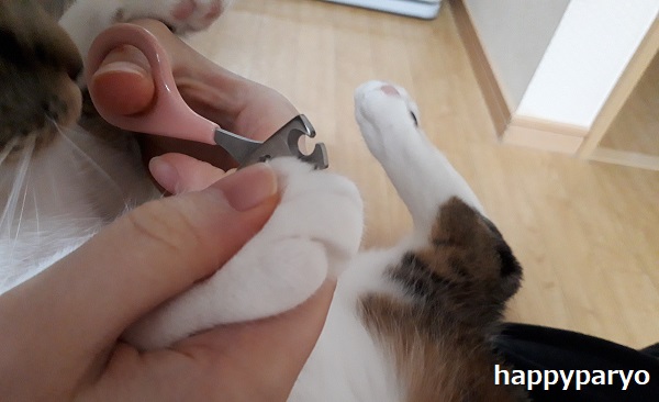 猫が爪切りを嫌がるときの対策は4つ 不安にさせない切り方とは ハピパリ 発酵食品と猫とエトセトラ